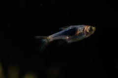Purple Harlequin Rasbora