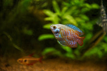 Rainbow Gourami