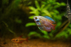 Rainbow Gourami