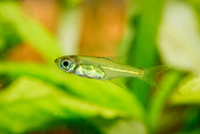 Kubotai Rasbora