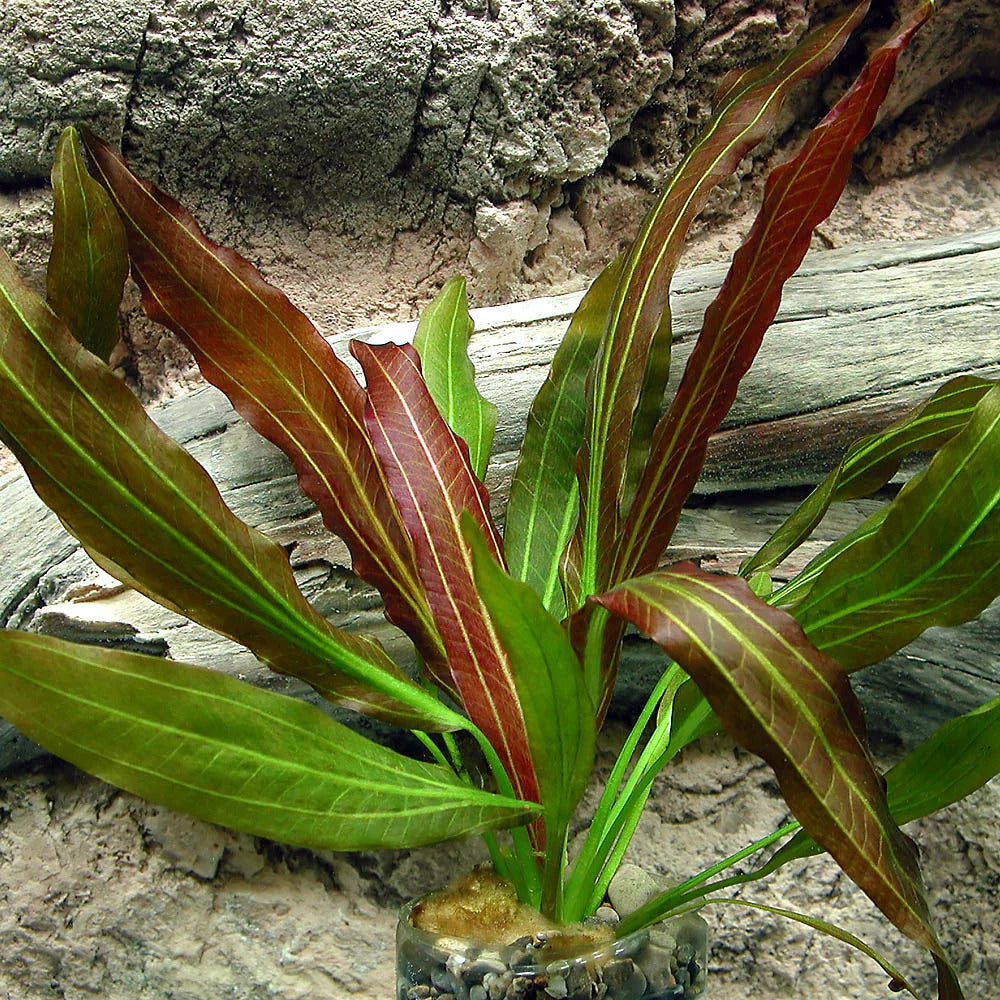Echinodorus Red Flame Sword Aquarium Plant
