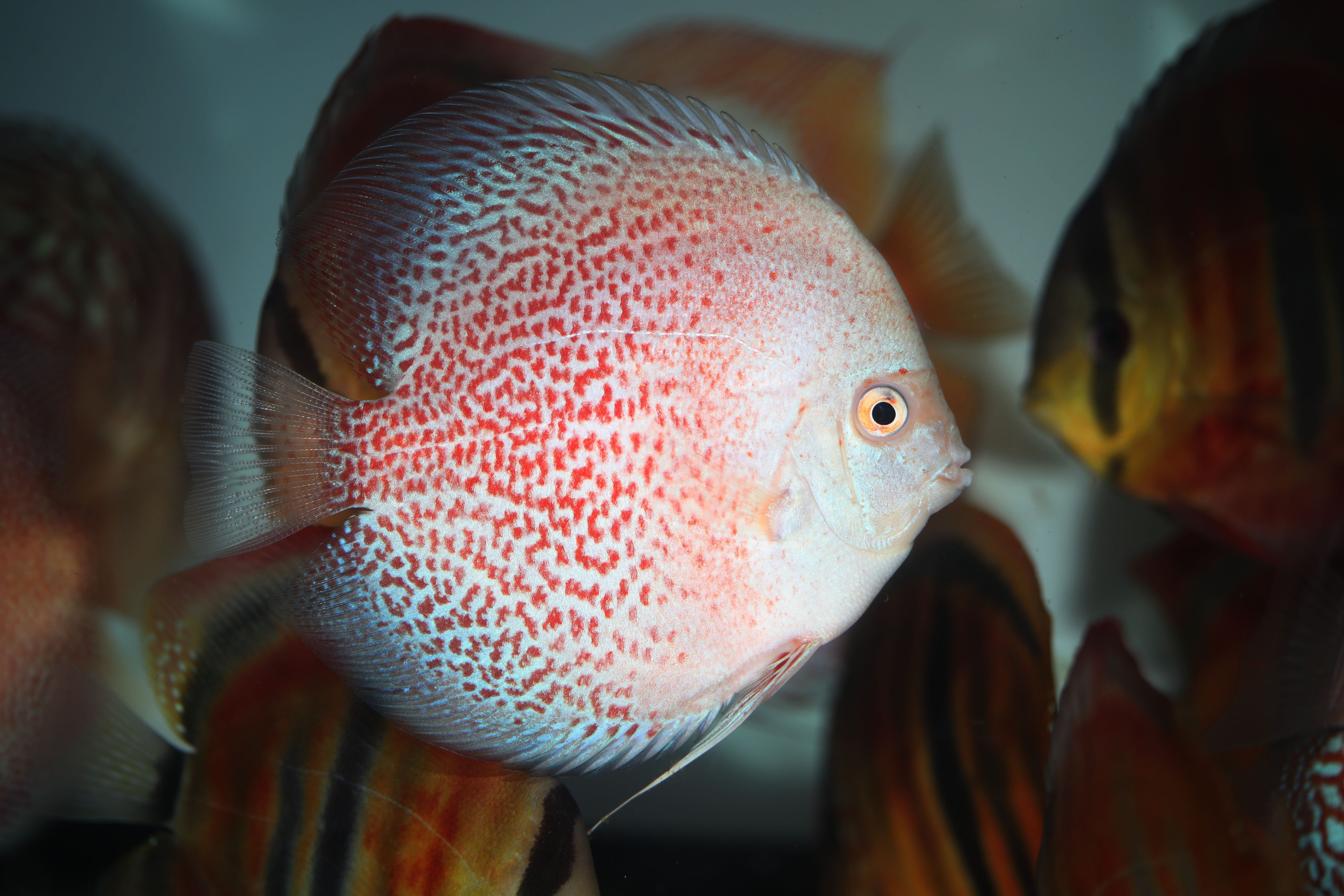 red leopard, red leopard discus, leopard red discus, red discus, red discus cichlid, red leopard discus for sale, discus fish, discus cichlid, discus cichlid fish for sale