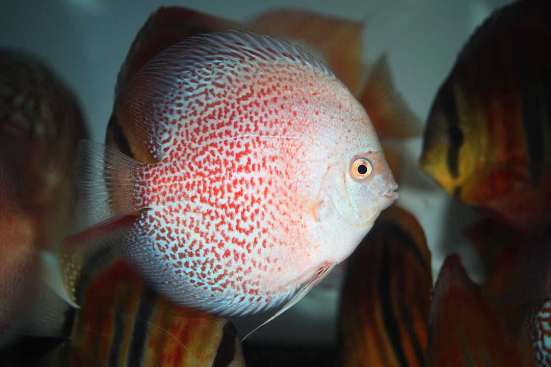 red leopard, red leopard discus, leopard red discus, red discus, red discus cichlid, red leopard discus for sale, discus fish, discus cichlid, discus cichlid fish for sale