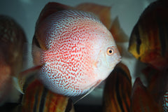 Leopard Red Discus