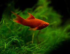 Red Lyretail Swordtail