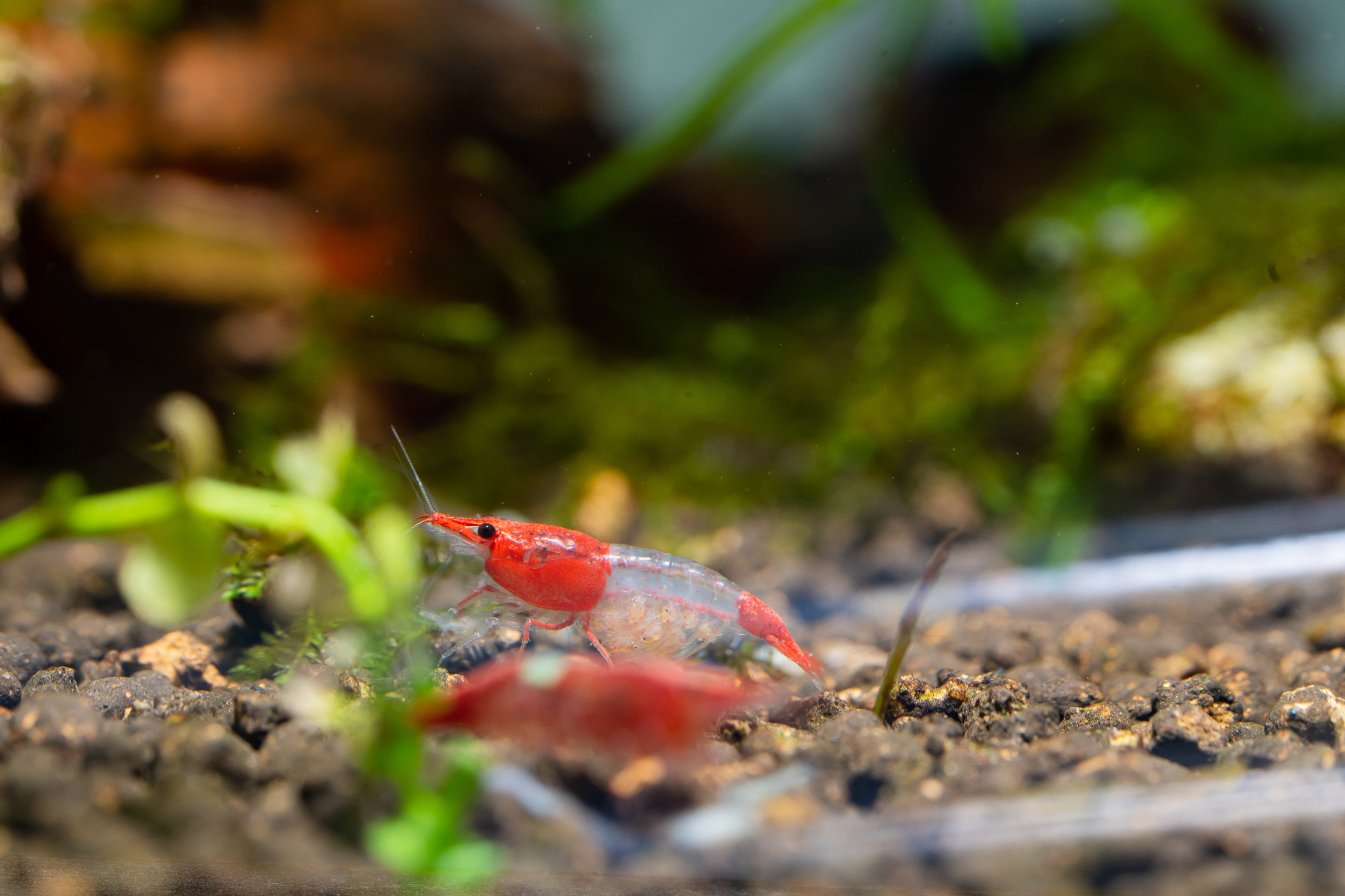 red rili shrimp, rili, rili shrimp, red and white shrimp, red rili, shrimp red, white and red shrimp, red rili shrimp for sale, red neocaridina, red white shrimp, red rili shrimp care, red neocaridina shrimp