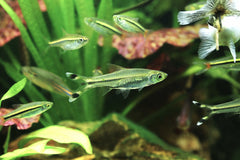 Scissortail Rasbora Fish