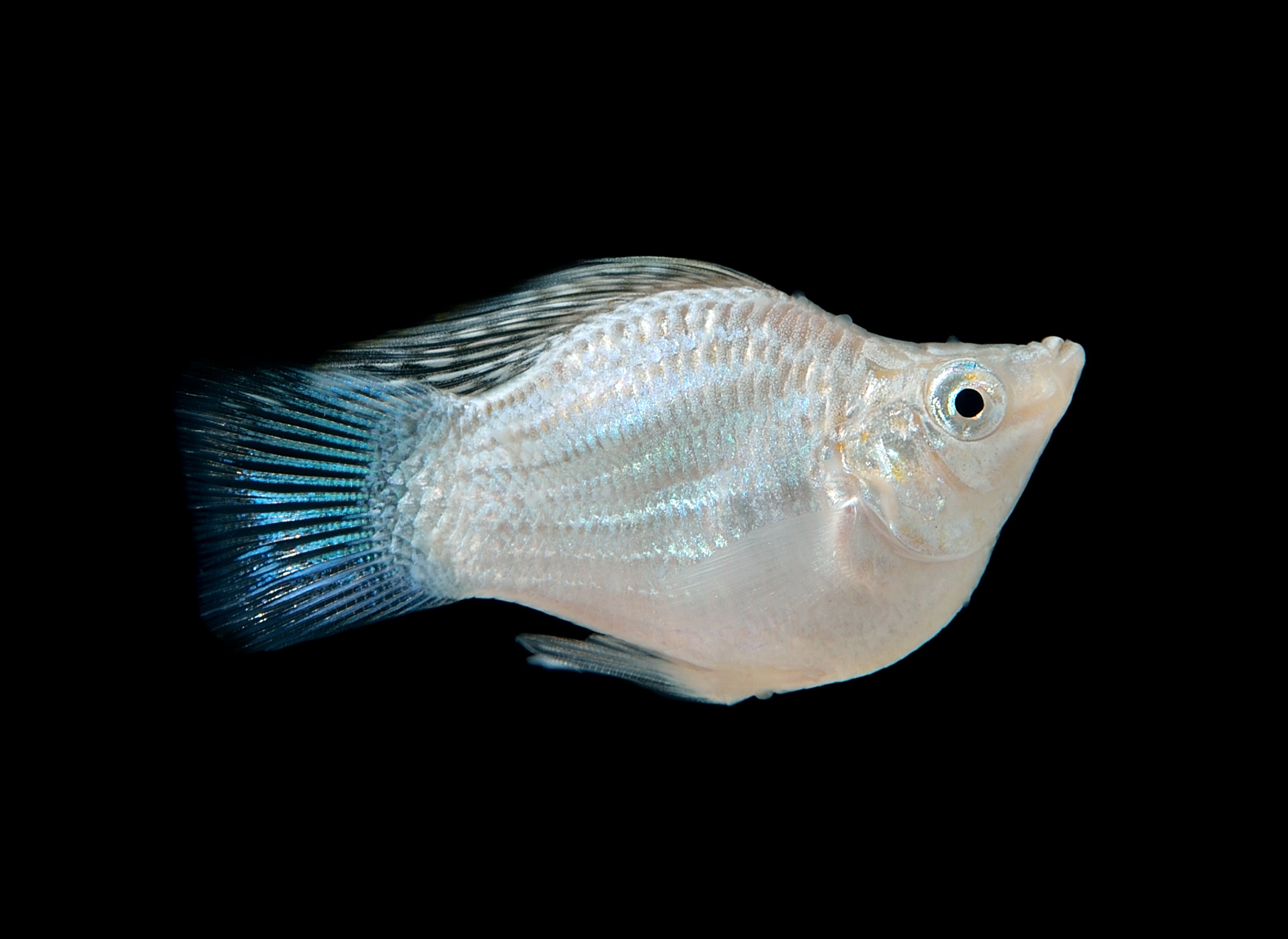 balloon molly, balloon belly molly, balloon molly fish, balloon mollies, balloon belly, ballon molly, molly balloon fish, balloon mollies for sale, balloon molly fish for sale, balloon molly for sale, silver balloon molly, silver molly, silver mollies