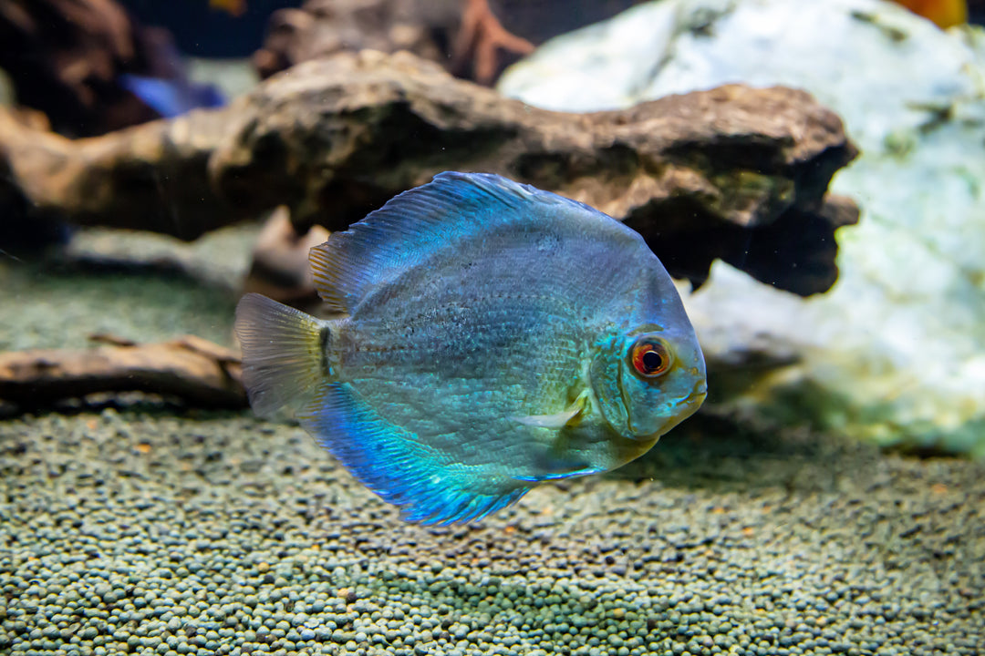 discus, discus fish, blue fish aquarium, discus fish tank, blue tropical fish, blue discus, discus cichlid, blue discus fish, discus fish for sale near me, blue turquoise discus, solid blue turquoise discus, blue discus for sale, blue turquoise discus for sale