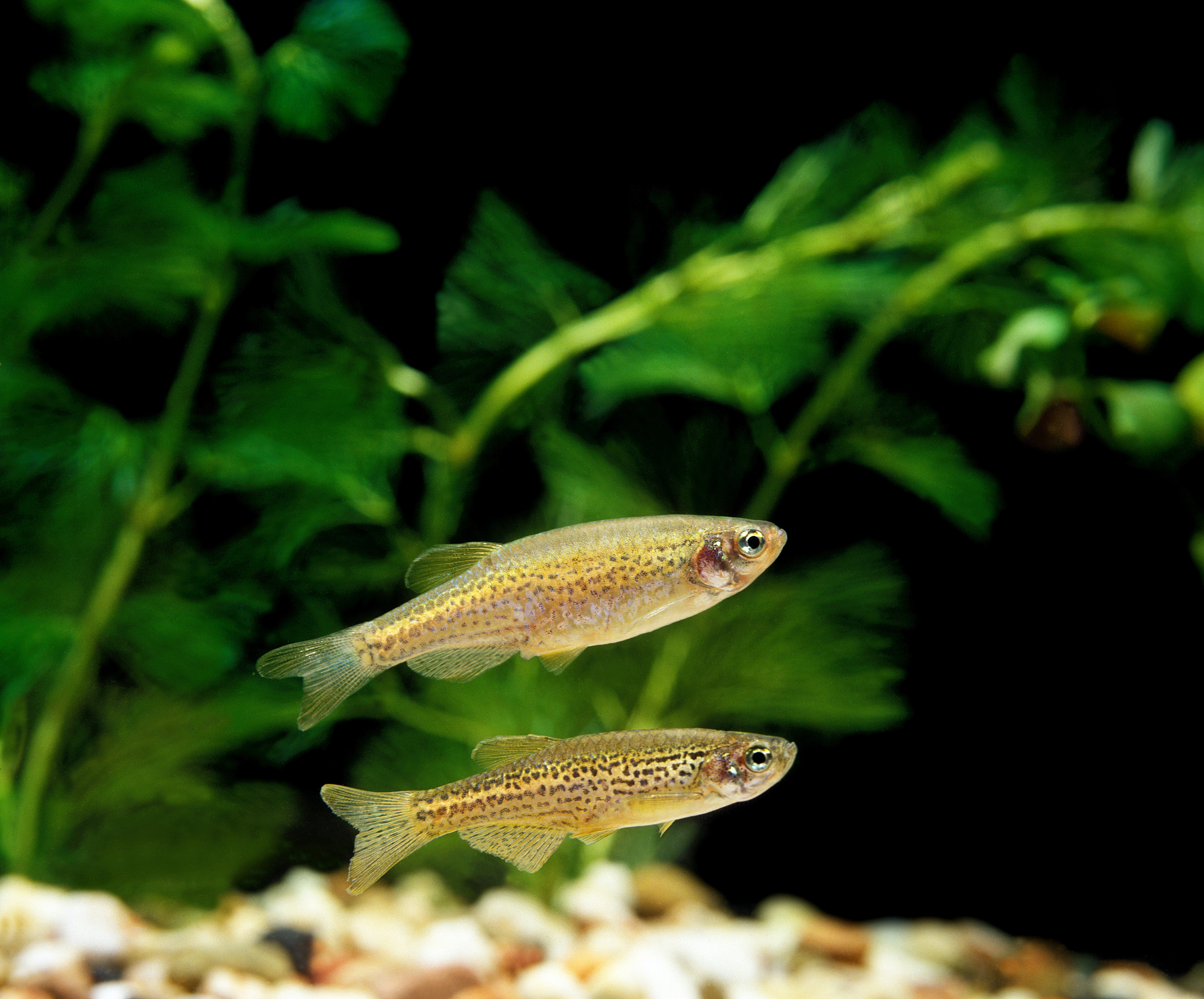 danios, danio fish, danio, danios fish, types of danios, spotted danio for sale, spotted danios, buy spotted danio online