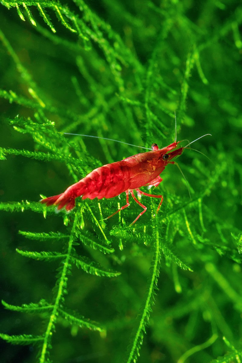 neocaridina shrimp, red cherry shrimp, red cherry neocaridina shrimp, red cherry shrimp buy, red cherry shrimp for sale, red cherry shrimp tank, neocaridina shrimp for sale