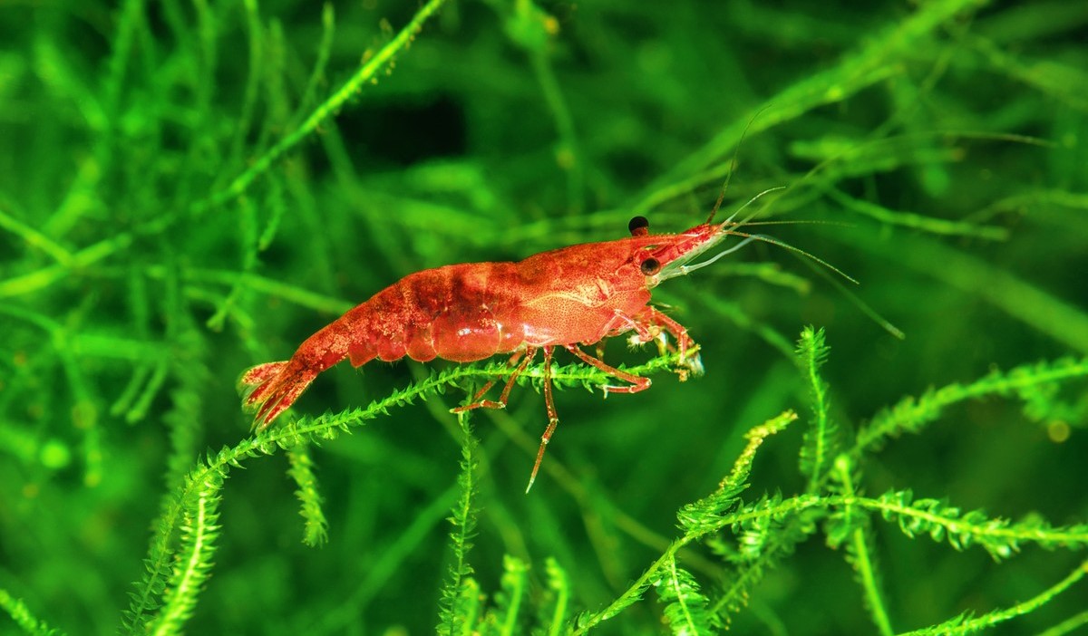 red cherry shrimp, red cherry neocaridina shrimp, red cherry shrimp buy, neocaridina shrimp, red cherry shrimp for sale, neocaridina for sale, red cherry shrimp tank