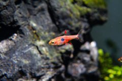 Strawberry Rasbora (BORARAS NAEVUS)