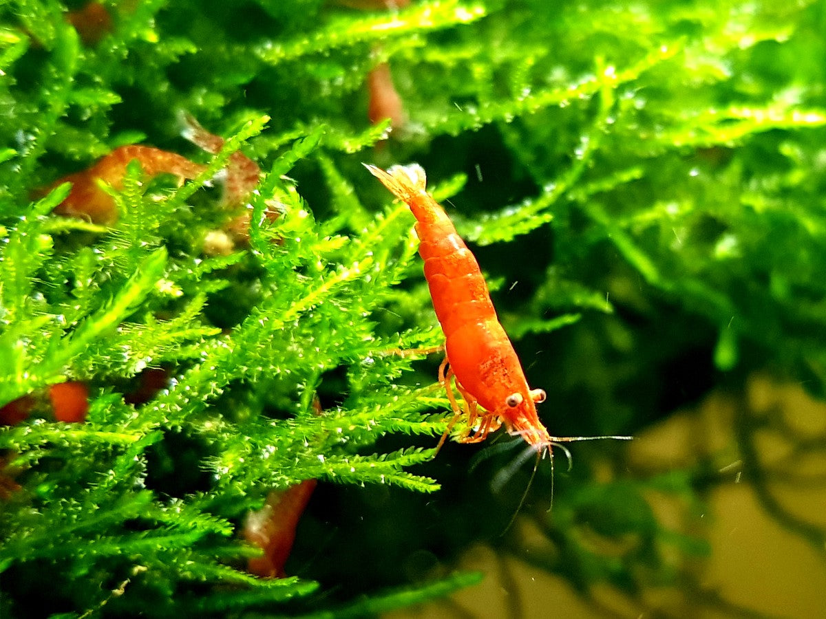 red cherry shrimp for sale, red cherry shrimp buy, red cherry shrimp near me, red cherry neocaridina shrimp, neocaridina shrimp, neocaridina shrimp for sale, red cherry neocaridina shrimp for sale, red cherry shrimp tank