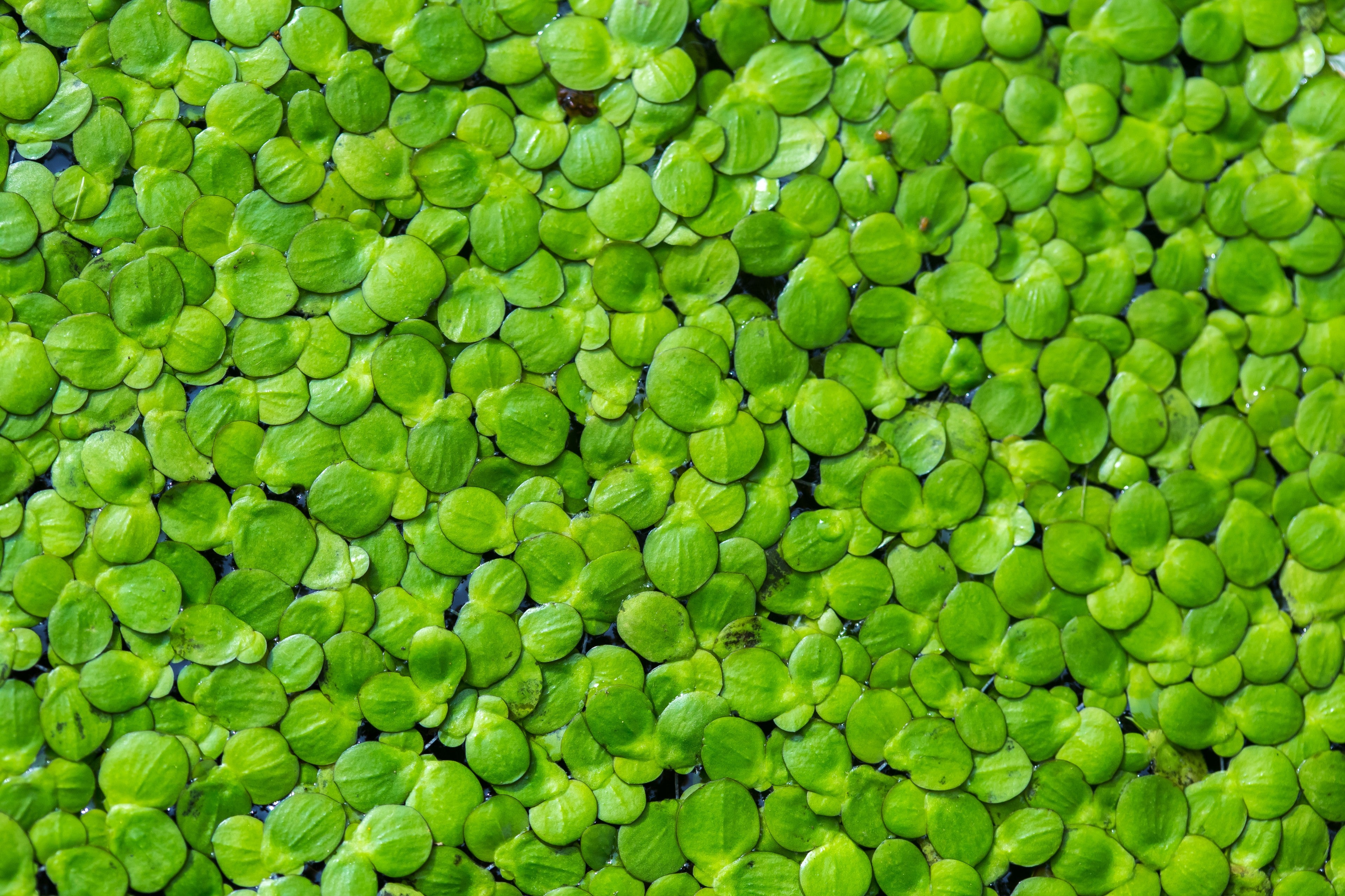 duckweed, duck weed, duckweed aquarium, duckweed for sale, duckweed plant, duck weed for sale, duckweed in aquarium, common duckweed, duckweeds, duckweed near me, duckweed for aquarium, aquarium duckweed, duckweed fish tank, duckweed aquarium plant, duckweed for sale near me