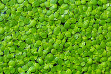 Duckweed Aquatic Plant