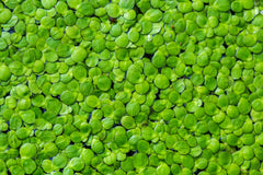 Duckweed Aquatic Plant