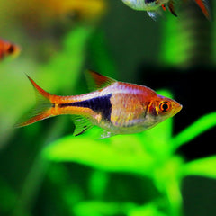 Harlequin Rasbora