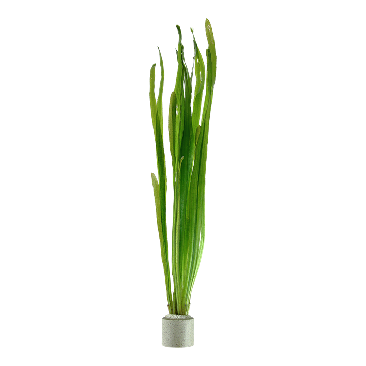Vallisneria natans aquarium plant for sale