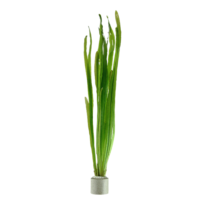 Vallisneria natans aquarium plant for sale
