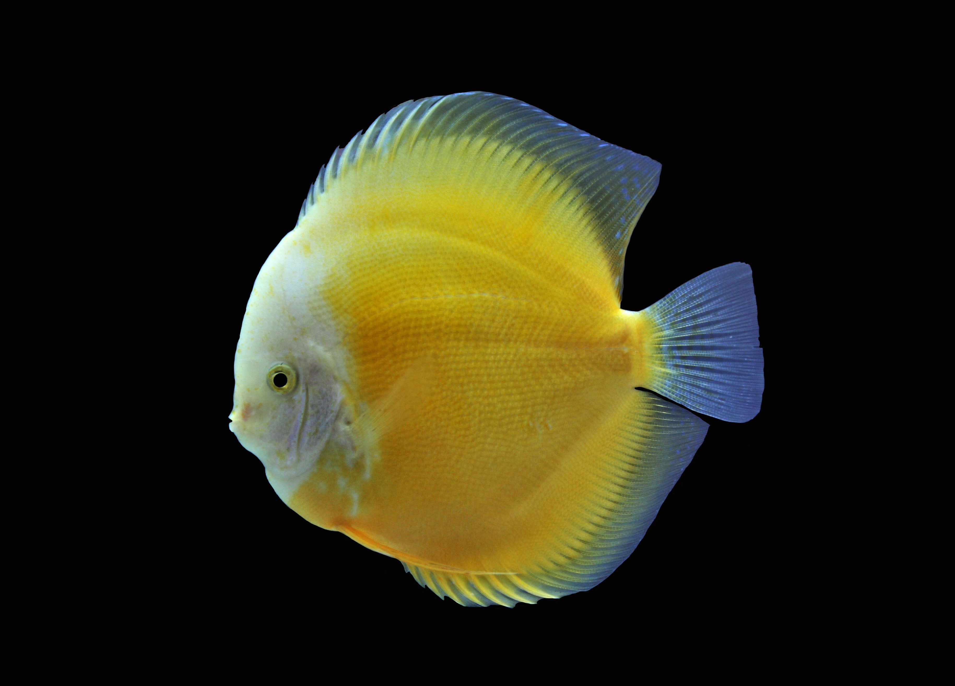 yellow marlboro discus, marlboro yellow, marlboro discus, yellow marlboro discus for sale, discus fish for sale, discus for sale, discus cichlid fish, yellow discus fish, marlboro discus cichlid
