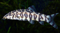 Yoyo Loach (Pakistani Loach)