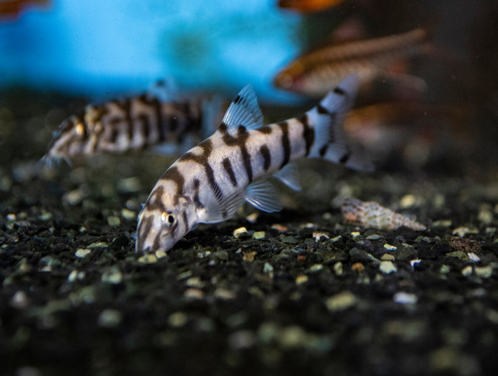 yoyo loach tank size, loaches fish, loach fish types, yoyo fish, pakistani loach, yo yo loach for sale, yoyo loach, yo yo loach, yoyo loaches, yoyo loach lifespan, yoyo loach diet, yoyo loach size