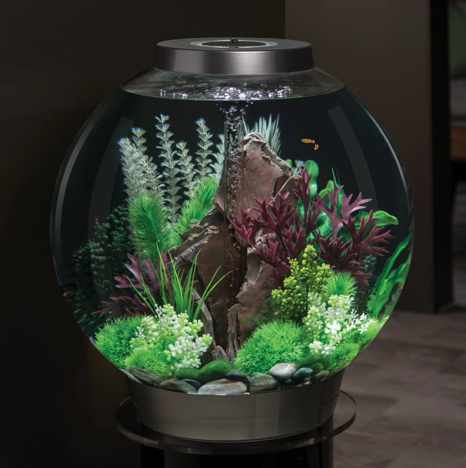 Grey-Green Ambulia Plant Set | Splashy Fish