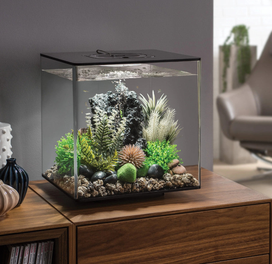 Grey-Green Ambulia Plant Set | Splashy Fish