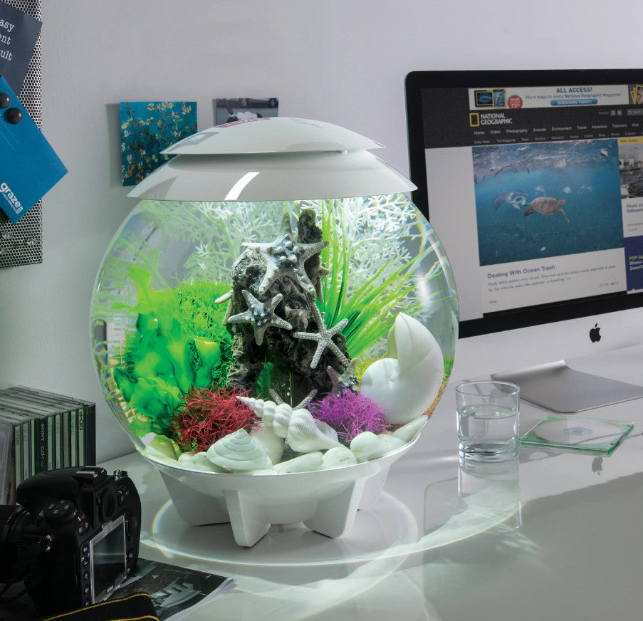 Aquatic Color Ball Set | Splashy Fish
