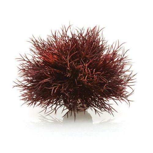 Sea Lily crimson | Splashy Fish