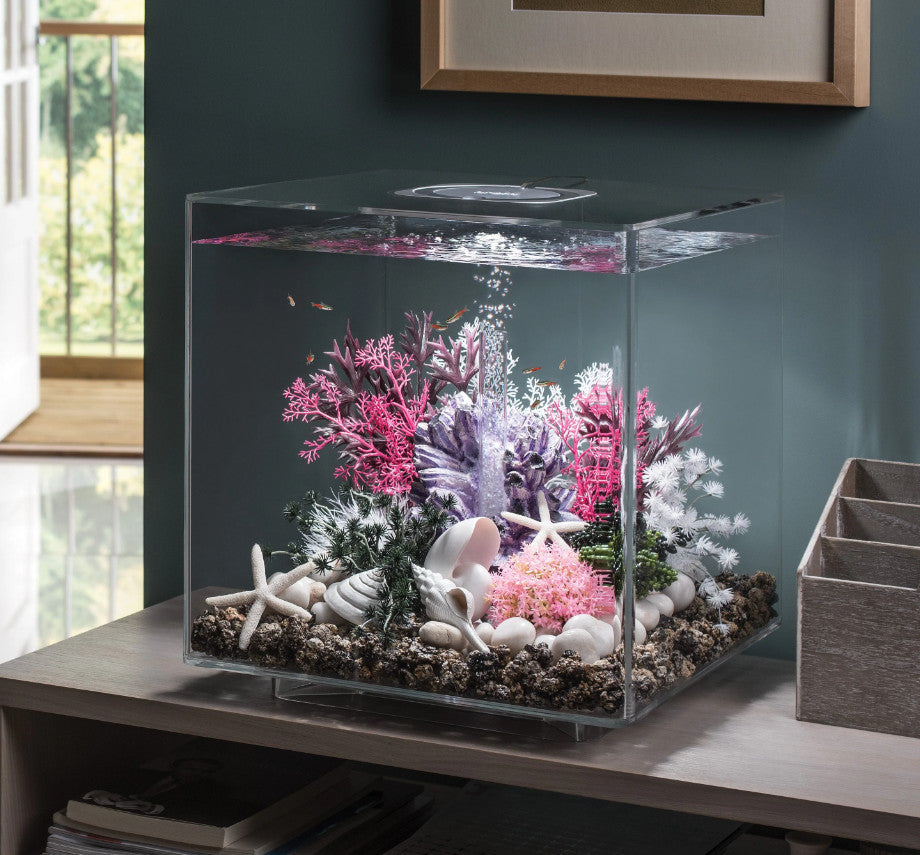 Bonsai Ball Pink | Splashy Fish