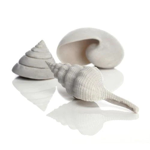 Sea Shell Set white | splashy fish
