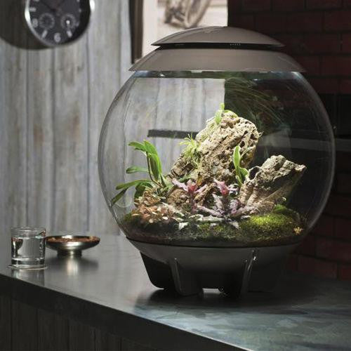 AIR 60 Terrarium Grey | Splashy Fish | 16 gallon terrarium