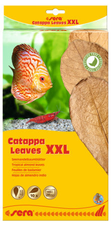 sera Catappa Leaves XXL For sale |Splashy Fish
