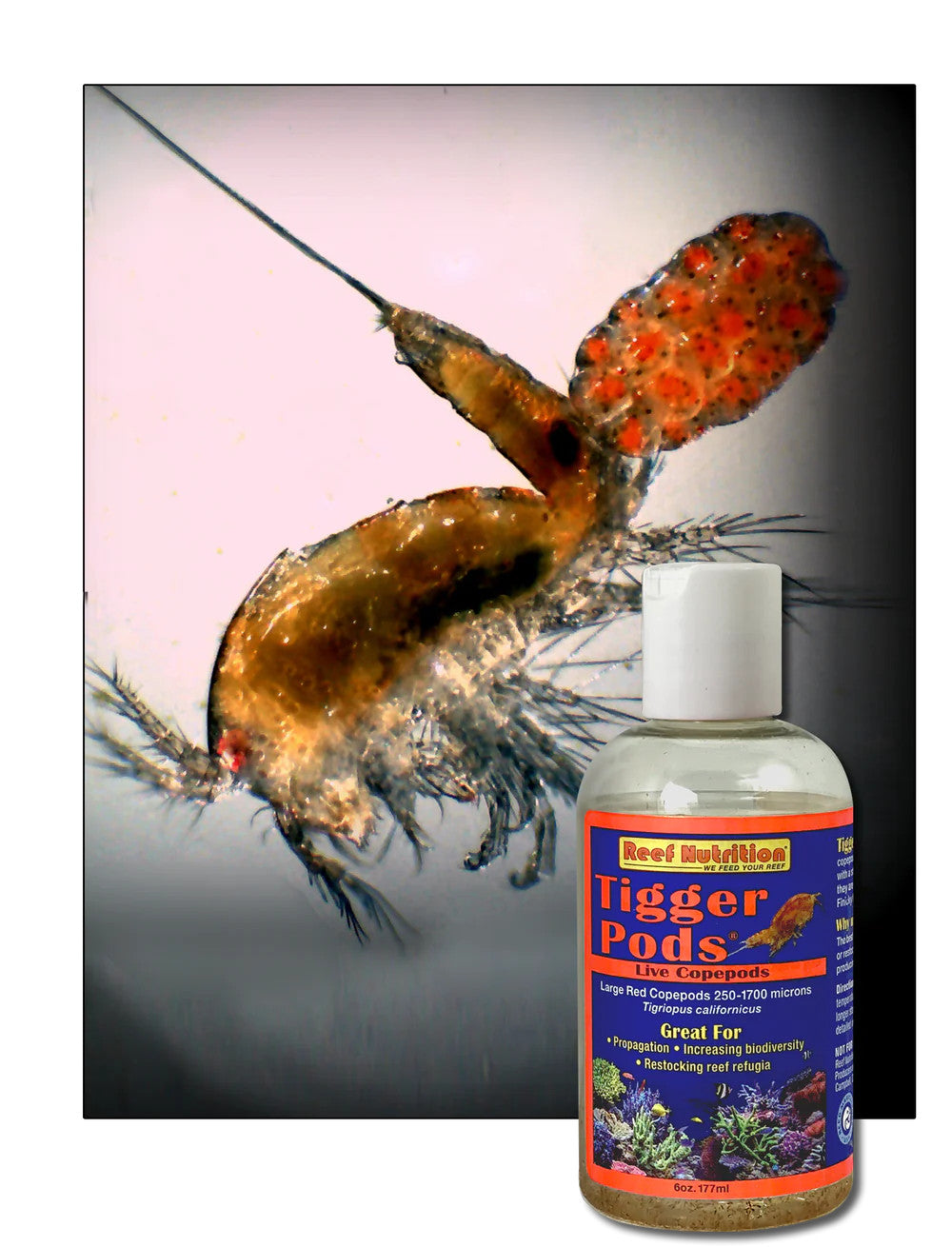 Reef Nutrition Tigger-Pods for sale | Splashy Fish