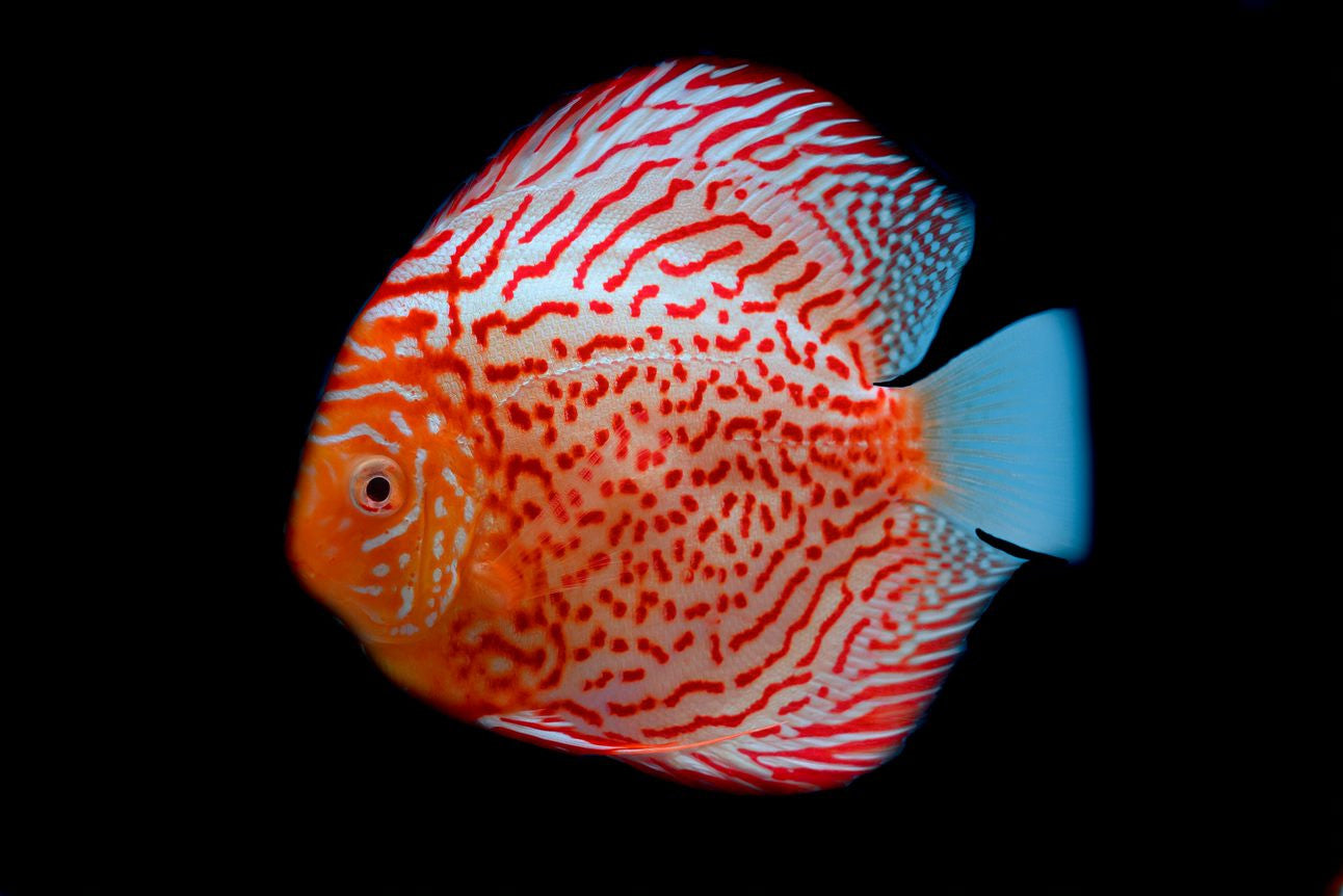 Red Spotted Discus for sale, Splashy Fish, Discus fish, Discus, discus fish for sale, freshwater fish, freshwater fish for sale, tropical fish, tropical fish for sale, tropical fish store near me, red spotted discus