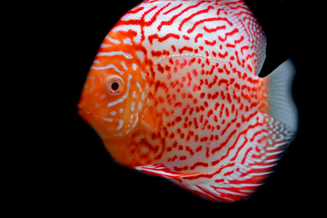 Red Spotted Discus for sale, red spotted discus, Splashy Fish, discus fish, discus, discus for sale, discus fish for sale, freshwater fish, freshwater fish for sale, tropical fish for sale, tropical fish store near me, tropical fish, discus species, types of discus fish, live freshwater fish for sale