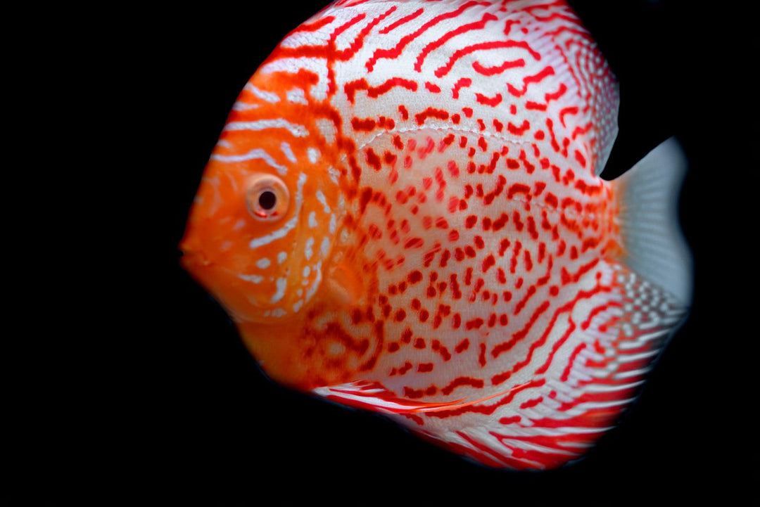 Red Spotted Discus for sale, red spotted discus, Splashy Fish, discus fish, discus, discus for sale, discus fish for sale, freshwater fish, freshwater fish for sale, tropical fish for sale, tropical fish store near me, tropical fish, discus species, types of discus fish, live freshwater fish for sale