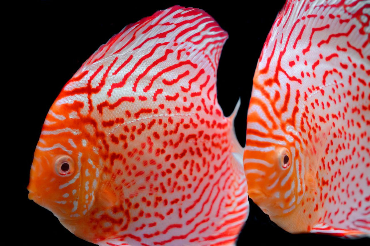 Red Spotted Discus for sale | Splashy Fish