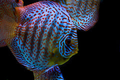 Blue Turquoise Discus