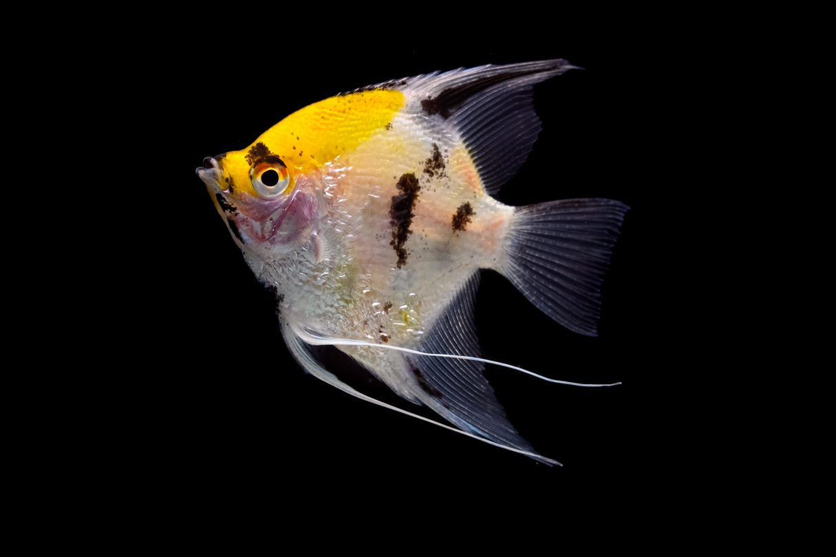 Koi Angelfish for sale | Splashy Fish