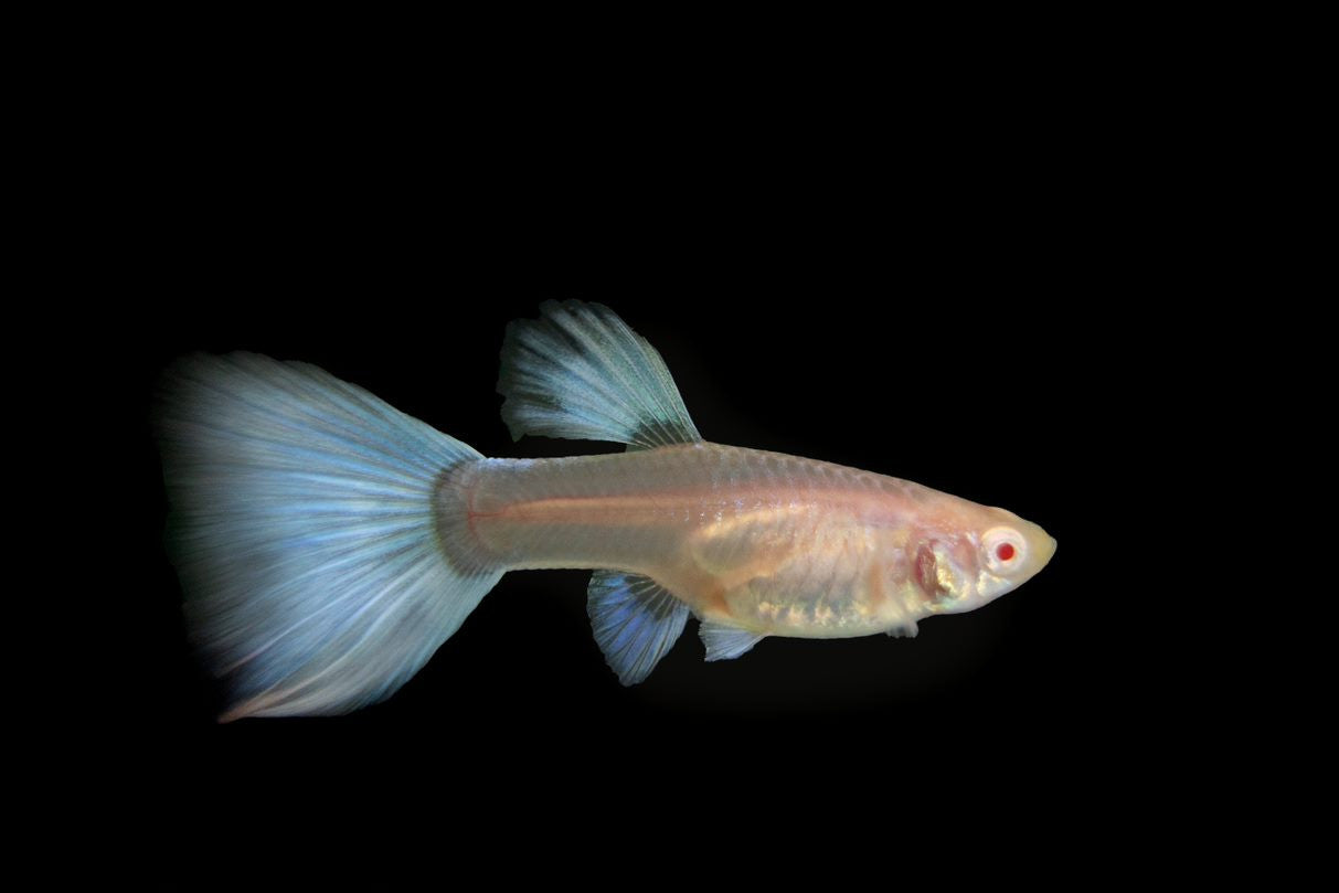 Blue Topaz Guppy Fish female for sale | Splashy Fish