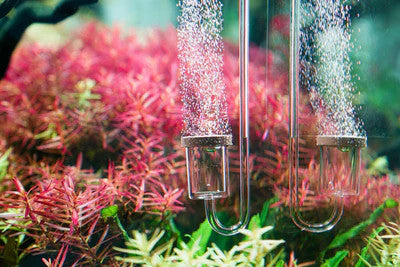 Splashy UNS Aquario CO2 Diffuser For Sale | Splashy Fish