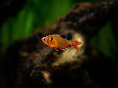 Serpae Tetra Fish