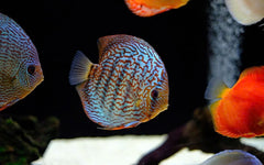 Blue Royal Discus