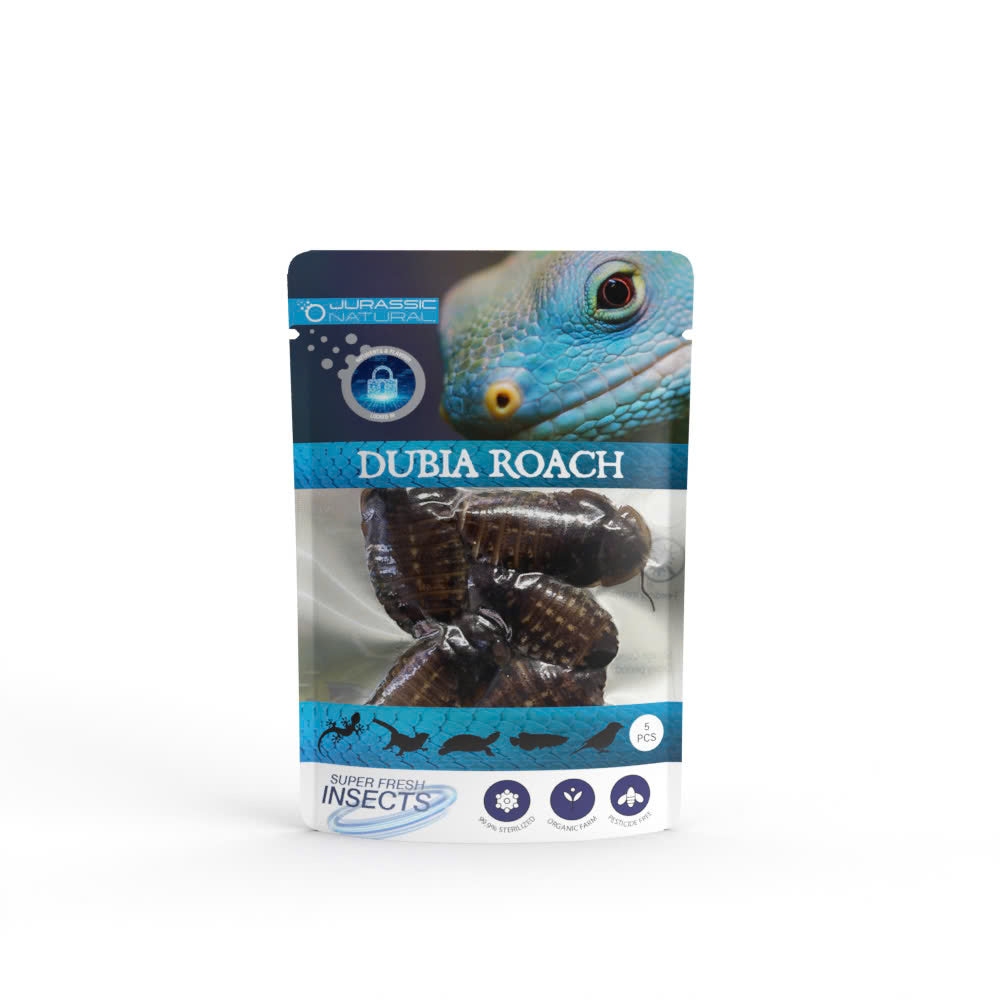 Pisces USA Aqua Natural Dubia Roach  Single Pack for sale | Splashy Fish