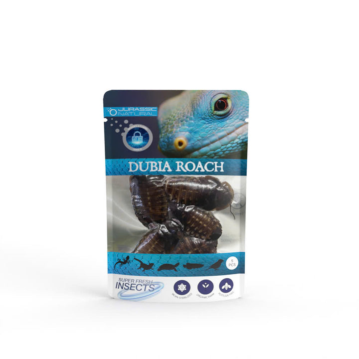 Pisces USA Aqua Natural Dubia Roach  Single Pack for sale | Splashy Fish