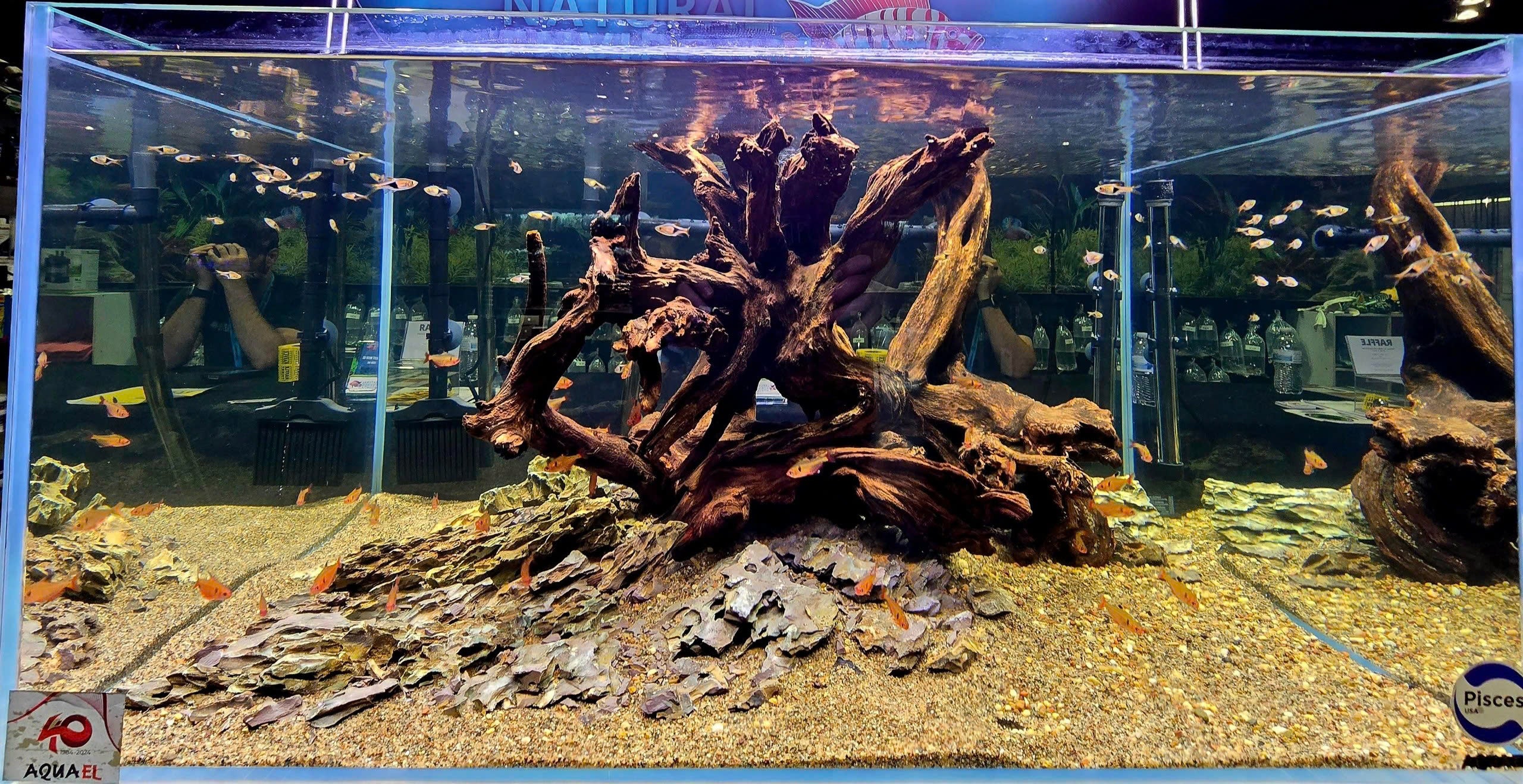Pisces USA Aqua Natural Dragon Rock for sale | Splashy Fish