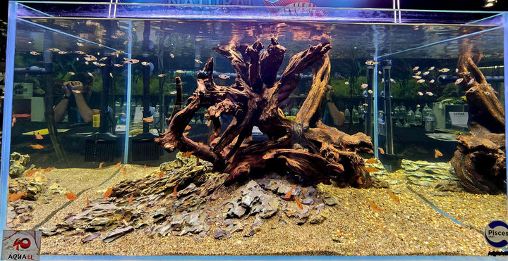 Pisces USA Aqua Natural Dragon Rock for sale | Splashy Fish
